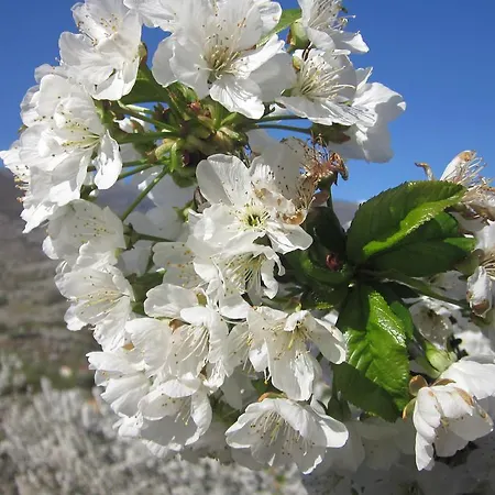 בית כפרי Picaza Del Jerte קבסואלה דל ואיה